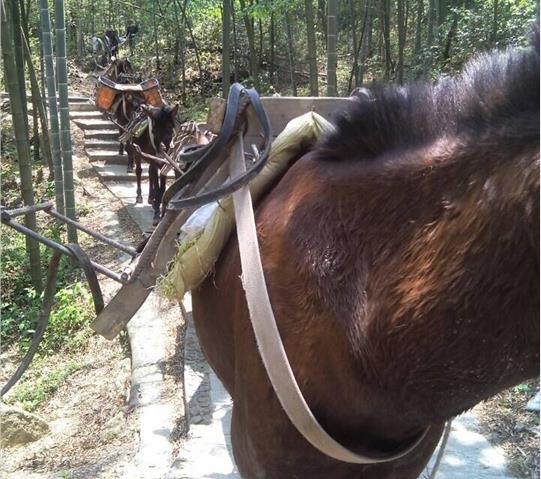 潮阳区骡马队运输