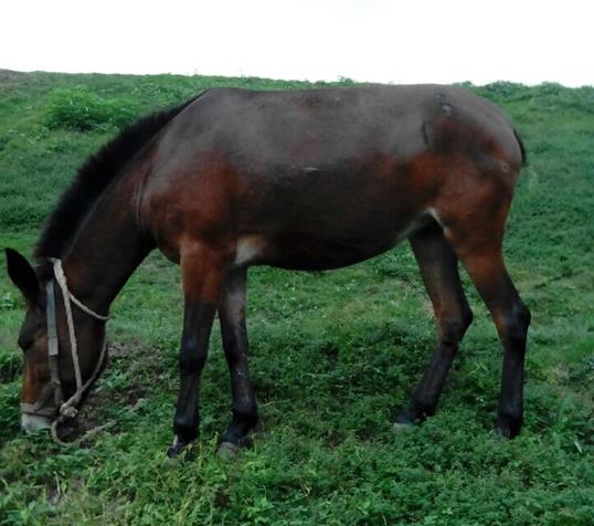 潮阳区骡马搬运