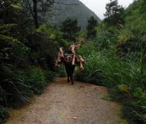 潮阳区骡马运输