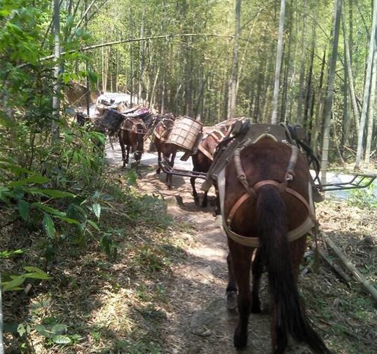 潮阳区骡马运输公司