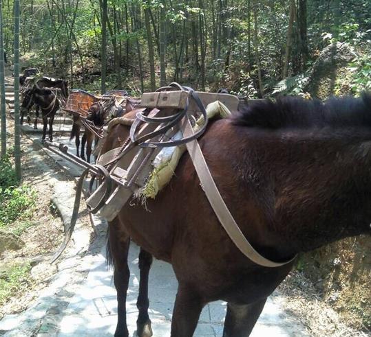 潮阳区山路骡马运输