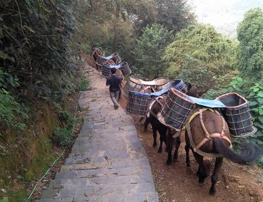 潮阳区骡马运输电话