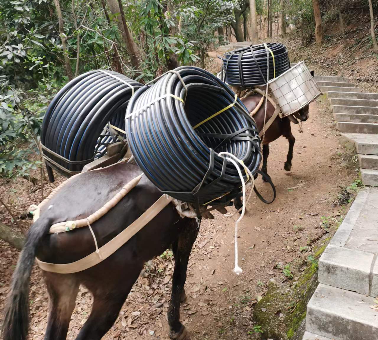 潮阳区马帮运输