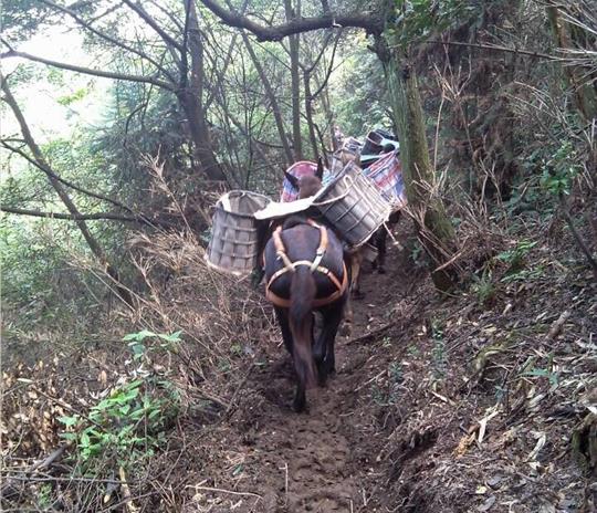 潮阳区马帮运输公司