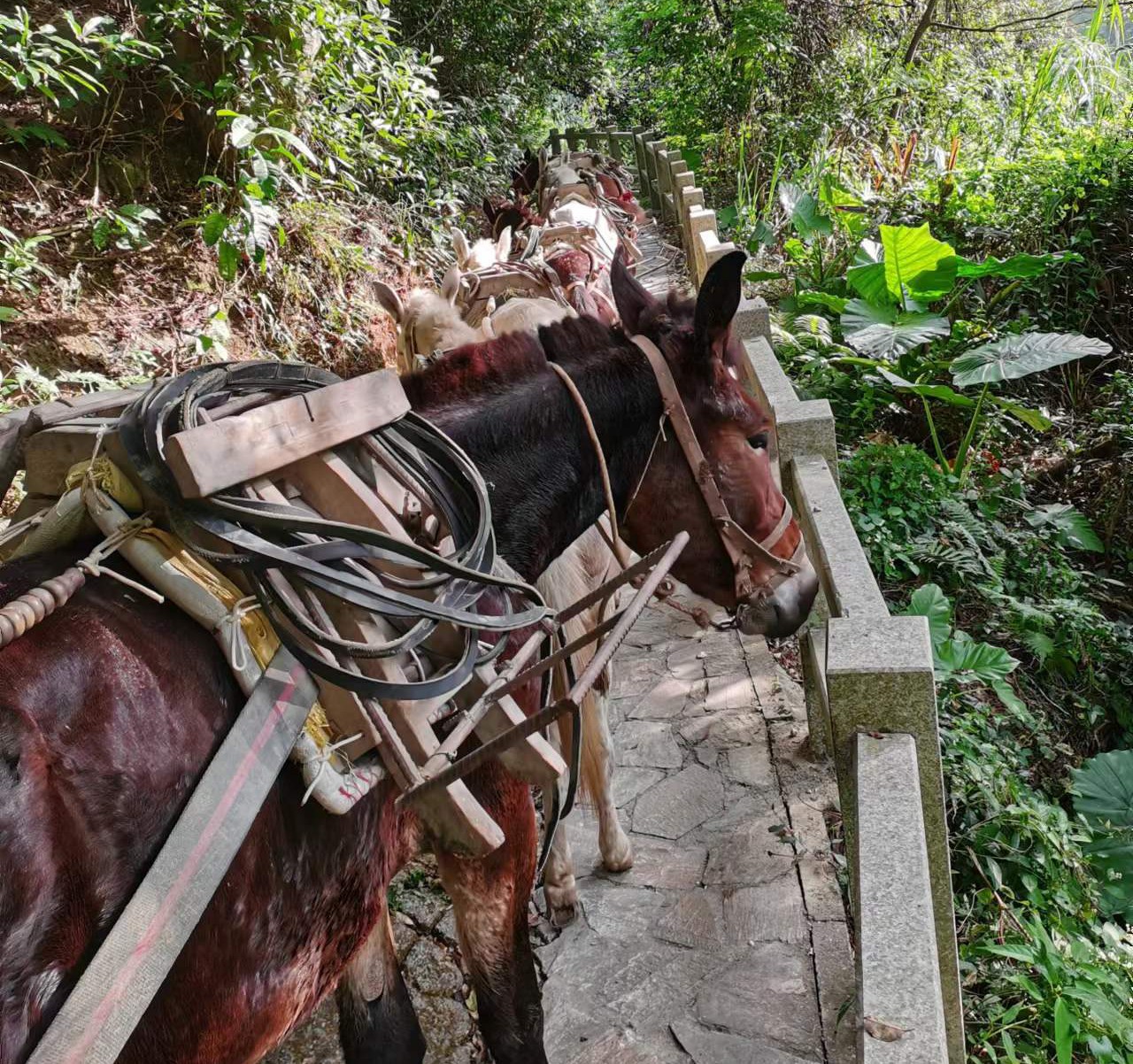 潮阳区马队运输