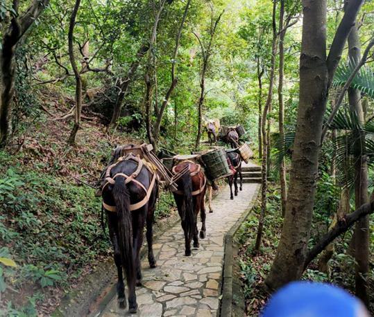 潮阳区马队运输电话