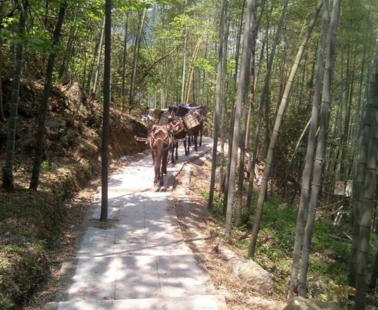 潮阳区马队运输公司