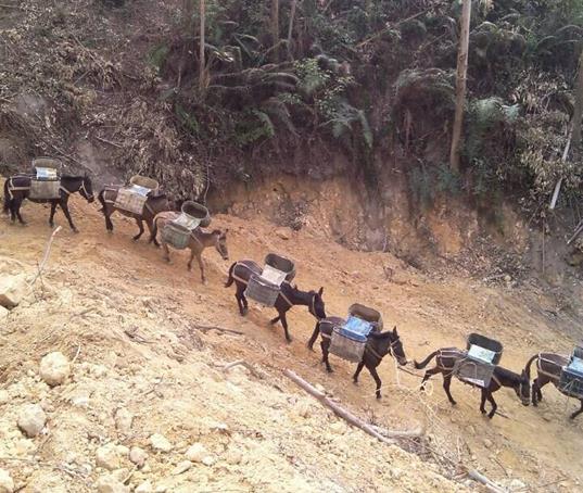 潮阳区山路马帮运输