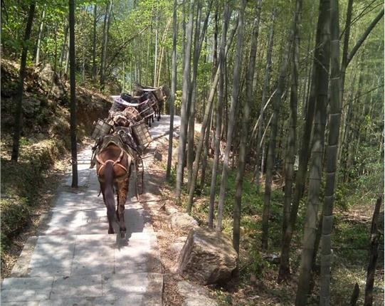 潮阳区山区骡马运输