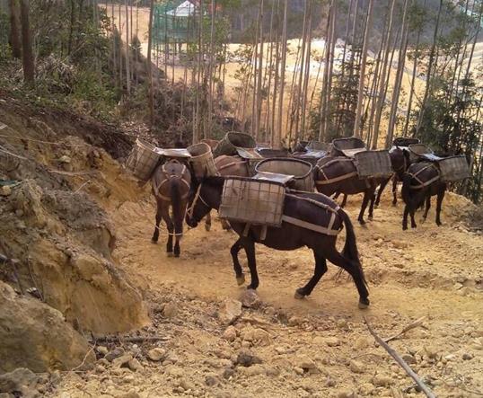 潮阳区山区马队运输